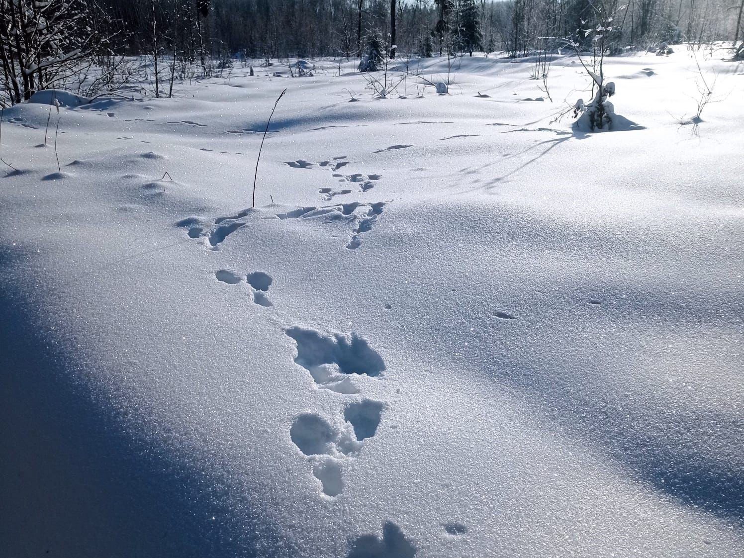 В Нижегородской области увеличились популяции лося и косули